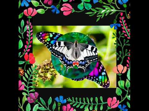 Umas das borboletas mais lindas do mundo