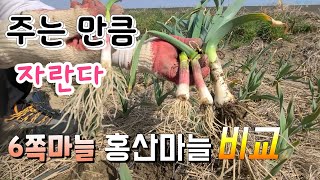 마늘은 주는 만큼 알이 크다 추비와 엽면시비 뭘 주어야 하나 ?  홍산마늘 6쪽마늘 비교