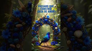 🐦🪶 O Pássaro que Constrói “Casas de Amor” com Decoração #PássaroArquiteto #Bowerbird #CuriosoÉTu