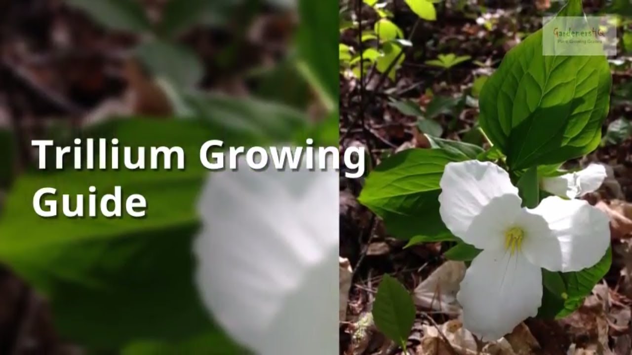 Trillium Growing Guide (Wake robin) by GardenersHQ