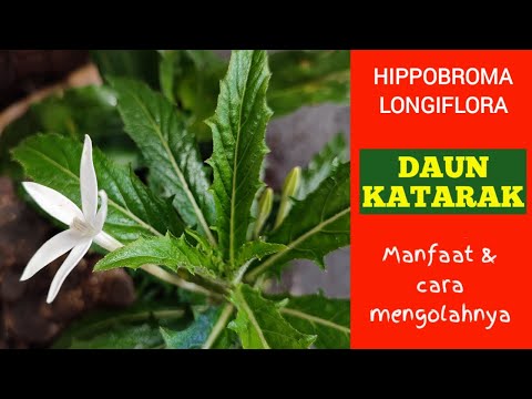 Mengenal Bunga Katarak atau Kitolod.