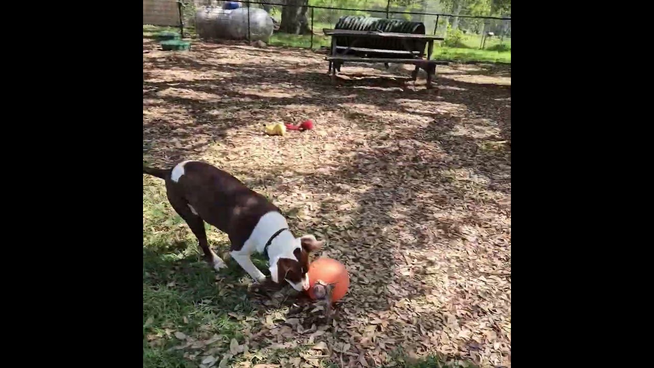 Enlarge Baloo, a Adoptable mixed breed in Wimberley, TX video 5/5