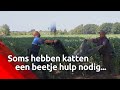 Katten hebben wel vaker hulp nodig om uit een boom te komen