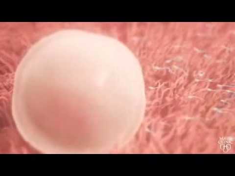 Normális női petesejtek fejlődtek egerekben