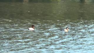 preview picture of video 'Canvasback duck pair, San Benito Texas 2013/11/03'