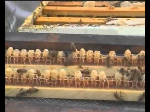 Il trattamento di brufoli sulla schiena e sulle spalle Che possono essere di malattie degenerative del disco a Guardia