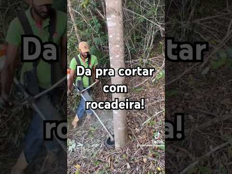 Brushcutter that cuts large trees #brushcutter #stihl #cuttingtree