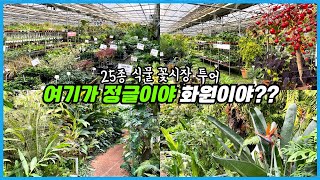 전국에서 가장 큰 꽃시장?? 일반 초화매장과 희귀식물 매장이 따로 있는데 대박이네요!! 추천식물 25종!!