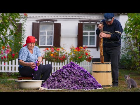 Grape Harvesting and Making Homemade Wine / Life In The Village of a Happy Old Couple