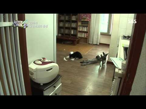 순간 포착 세상에 이런 일이 130808 #15(8)