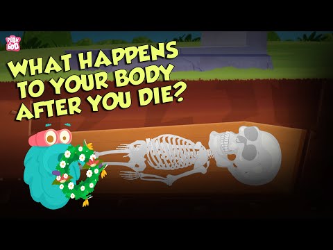 Qu'arrive-t-il à votre corps après votre mort ? | Biologie humaine | Le Salon Dr Binocs | Peekaboo Kidz