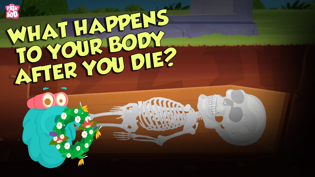 What Happens To Your Body After You Die | Human Biology | The Dr Binocs Show | Peekaboo Kidz