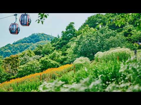 【公式】春の可憐な花畑｜神戸布引ハーブ園／ロープウェイ｜Kobe Nunobiki Herb Gardens & Ropeway