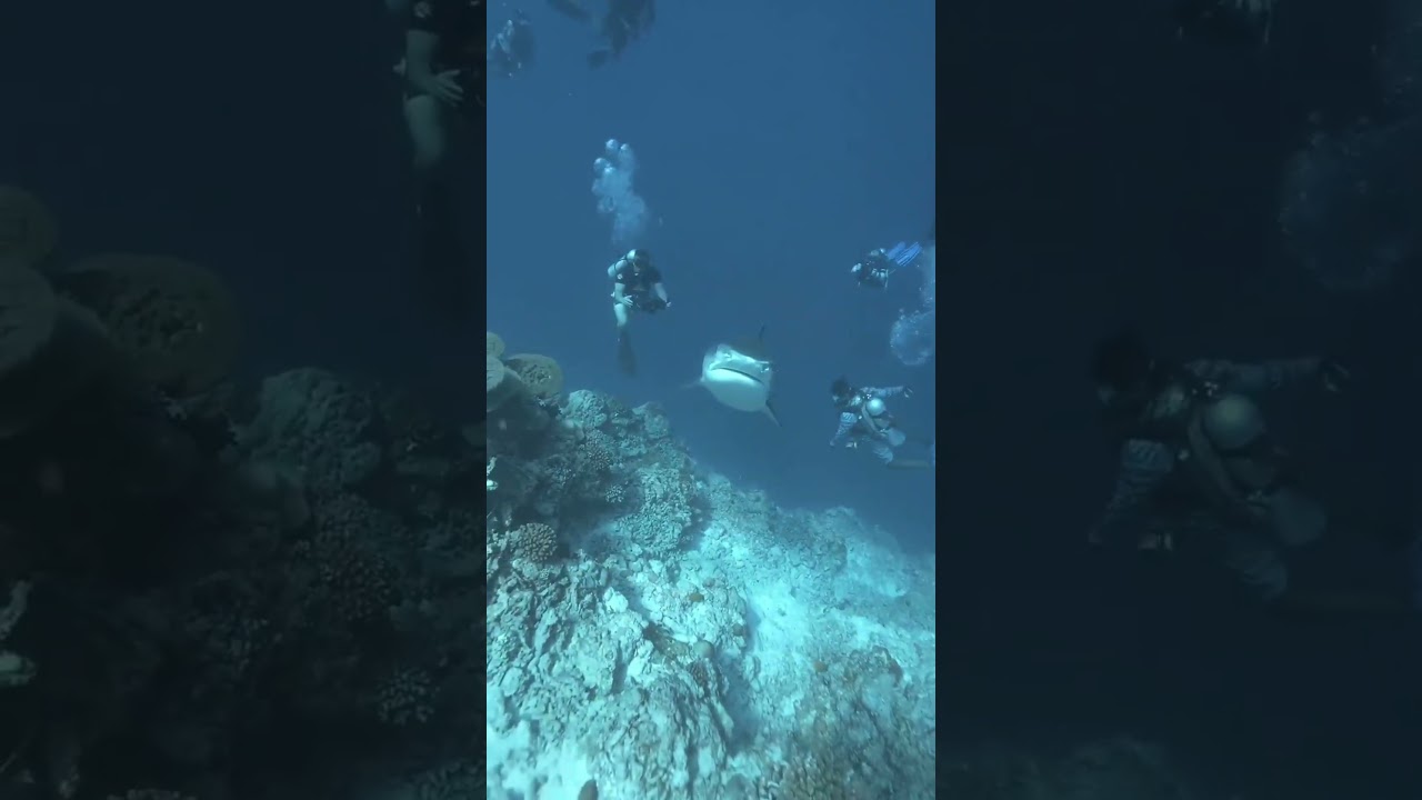 The Camera Man Got Scared By A Shark 😂