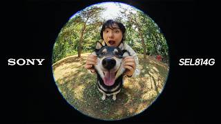 SONY 알파 FE 8-14mm F3.5 Fisheye G (정품)_동영상_이미지
