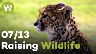 Vervet monkey, Cheetah & Kudu | Raising Wildlife (7/13)