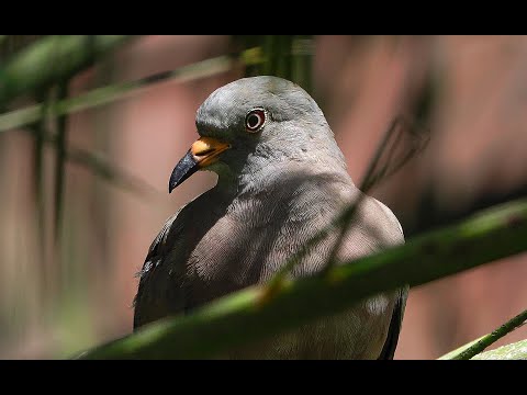 TORTOLITA PERUANA ( Columbina cruziana ) 4K CLIP