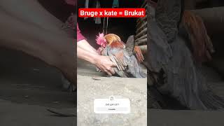 Download lagu kawin silang antara ayam Bruga dan Ayam Kate - Bruga x Kate - wild chicken vs bantam chicken mp3