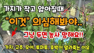 가지가 얇고 크지않고 말라죽을때 이것 의심해봐야 그냥 두면 농사망합니다 뿌리혹선충피해 치료방법 가지,고추,토…