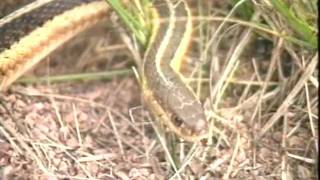 Pesticides and the Environment © 2004