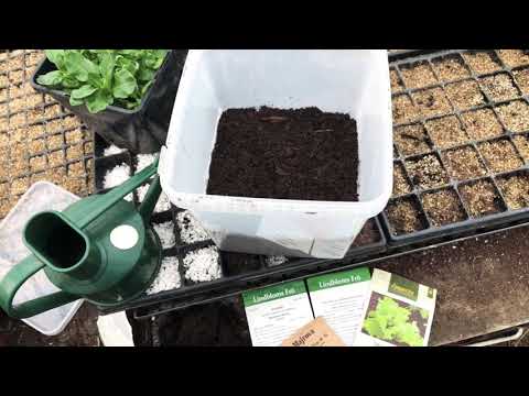 Pluggplantor i frökuvös för att odla effektivt i min köksträdgård