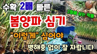 양파심는시기 방법 봄에 양파 심어 빨리 키워 먹는 방법 양파밑거름 병해충방제