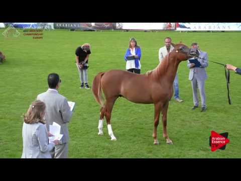 N.57 MUNTASIR J - Chantilly 2017 European Breeders'Championship - Yearling Colts (Class 5B)