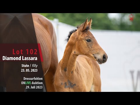 ONLIVE-AUKTION Lot 102 Diamond Lassara Stute v. Diamond Deluxe - Lassaro