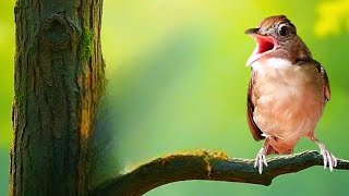 Download lagu Pancingan kapas tembak bahan malas bunyi ‼️sekali putar auto klepek klepek respon mp3 Download lagu Pancingan kapas tembak bahan malas bunyi ‼️sekali putar auto klepek klepek respon mp3