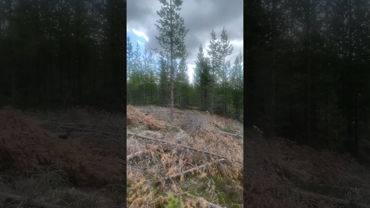 Tomt på Ariesvägen 9 Idre Himmelfjäll Älvdalens kommun - video