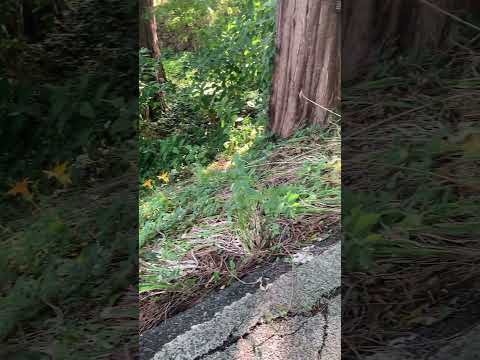 黄色い花 多年生 秋 黄色のヘレニア