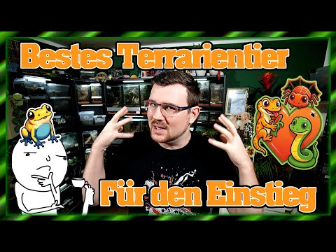 The best beginner terrarium animal