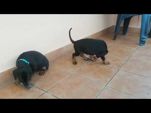 Dobermann Welpe kaufen
