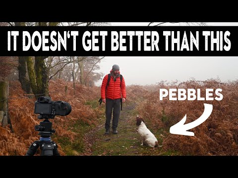 Stunning Landscape Photography with my Springer Spaniel Dog, Pebbles