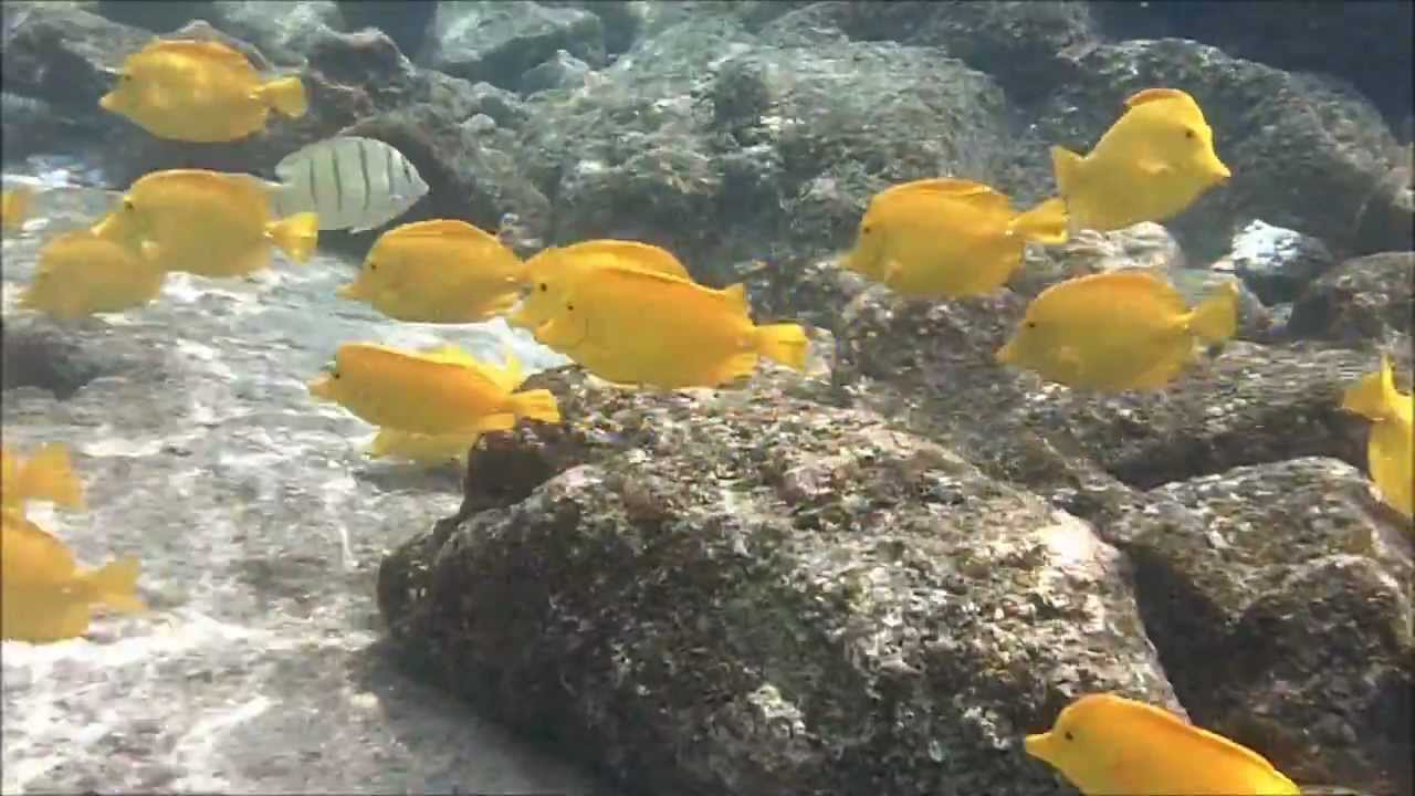 Snorkeling at Kealakekua Bay - HD
