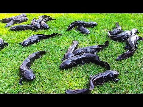 15 Tiere, die vom Aussterben bedroht sind