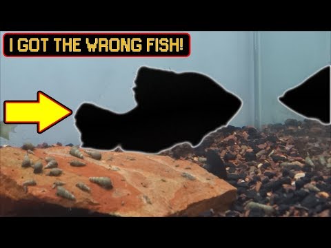 I should not have added this fish into my aquarium.