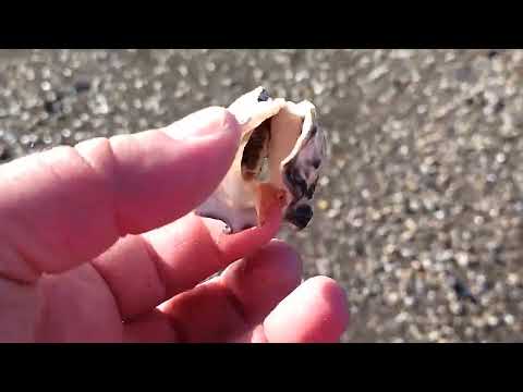 rathmullan beach walking 25 02, Deák János