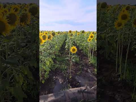 campo de girasoles en San Clemente Chile  #girassois #girasoles #sanclemente #maule #sunflower