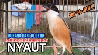 Download lagu cendet gacor MATERI JITU buat PANCINGAN CENDET AGAR BUNYI bikin BURUNG PENTET GACOR RAJIN BUNYI mp3 Download lagu cendet gacor MATERI JITU buat PANCINGAN CENDET AGAR BUNYI bikin BURUNG PENTET GACOR RAJIN BUNYI mp3