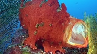 Hiding, Camouflage &amp; Mimicry - Reef Life of the Andaman - Part 16
