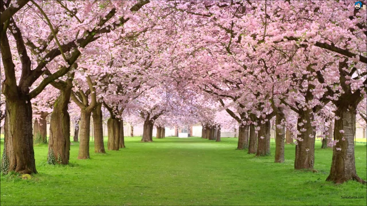 Nicha Kaam Uncha Naam Lyrics | Pinjre Ka Panchhi | Manna Dey | Salil Chowdhury