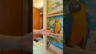 Everything looks better with googly eyes. Prove me wrong. #margaritavilleatsea #cruise #funny