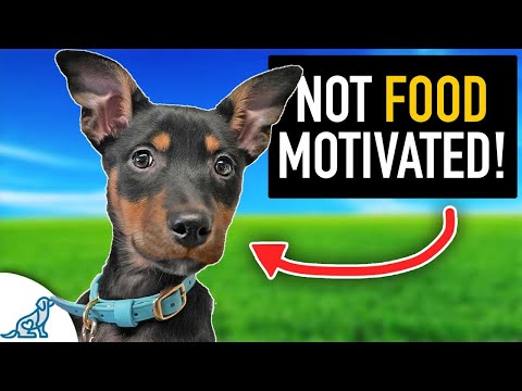 Puppy Training When Your Dog Isn't 