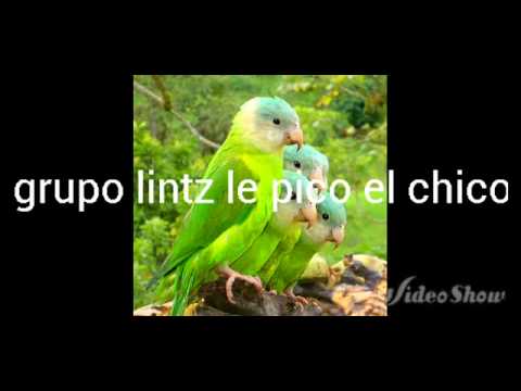 Le pico el chico grupo lintz