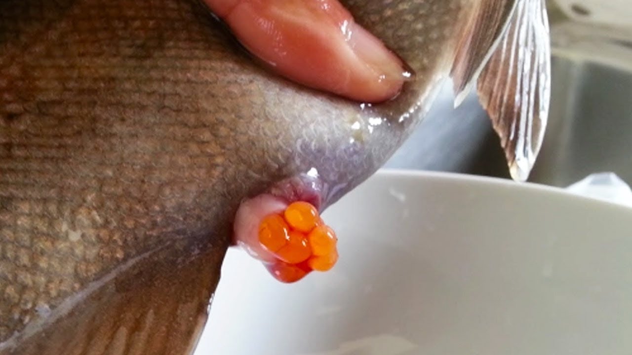 Cómo Se Hace El Caviar Y Porqué Es Tan COSTOSO!