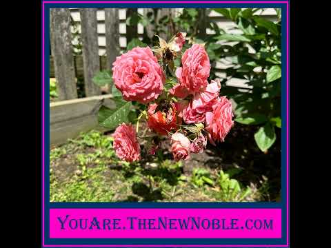 12.4 Roses, Seasons and Beauty