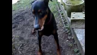 preview picture of video 'FAST POLISH DOBERMAN'