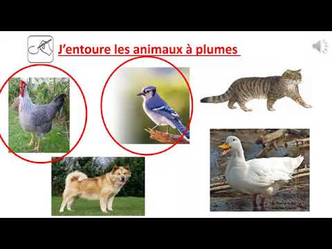Les animaux à poils et les animaux à plumes Trim