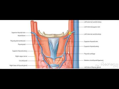 Thyroid gland blood supply 2